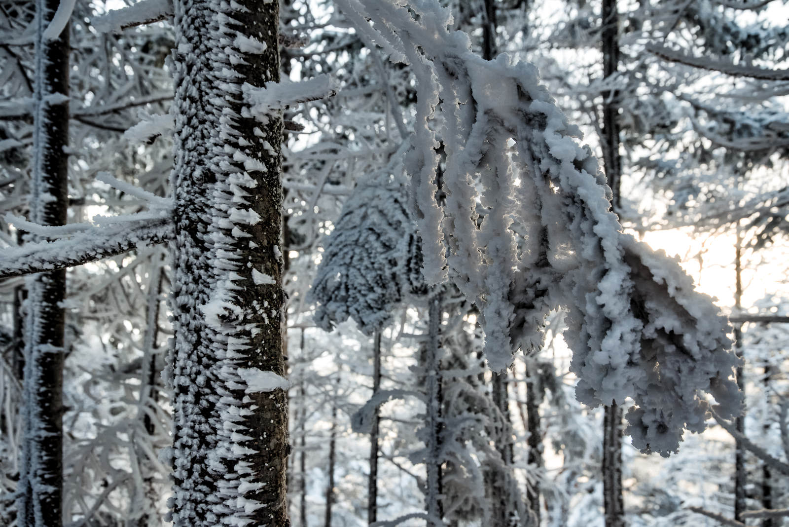 樹氷で白く覆われた木々の枝が美しい冬の雪景色