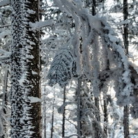 氷が張り付く樹氷の木々の冬景色の写真