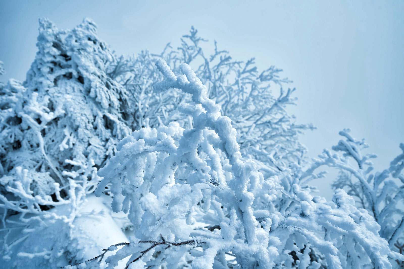 青空の下で雪と氷に覆われてモコモコになった木の枝