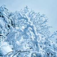 雪でモコモコになった樹氷の木の枝の写真