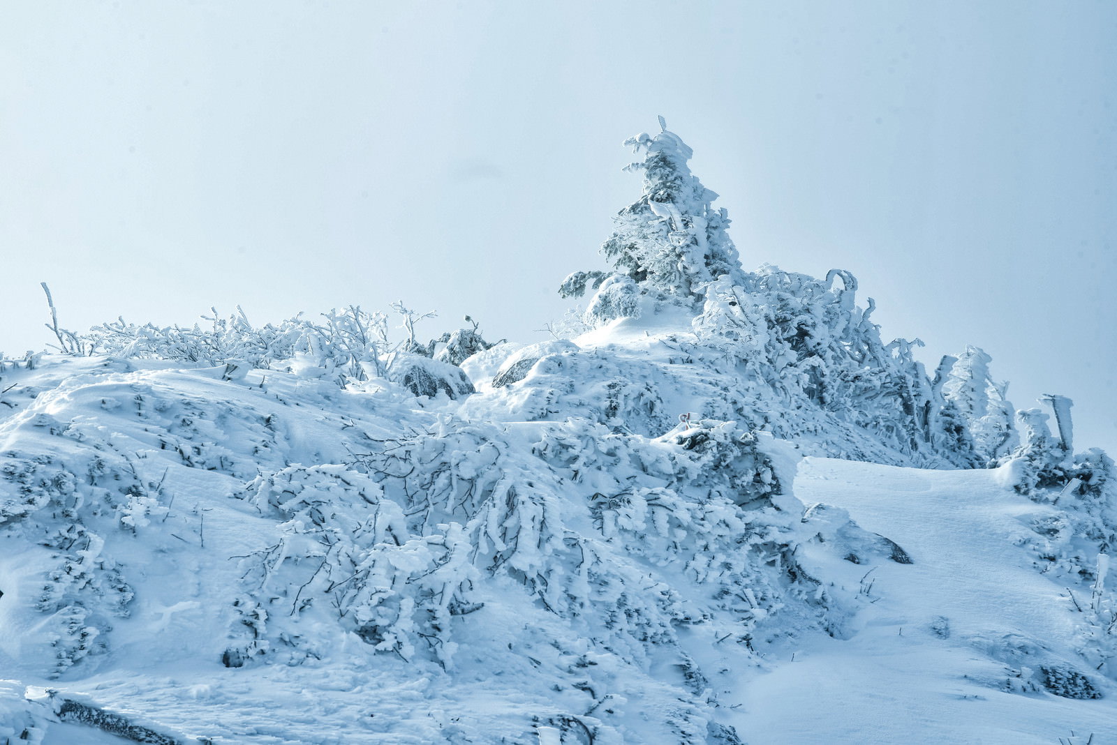 厳冬期の山で深い雪に埋もれる樹木と白銀の雪景色