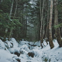 北八ヶ岳へと口を開ける積雪の登山道と霧立ち込める木々の写真