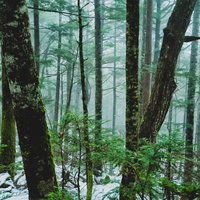 朝霧立ち込める積雪の森、北八ヶ岳の樹海で見る冬の風景の写真