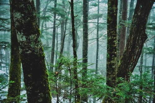 朝霧に包まれた初冬の北八ヶ岳の樹海と積雪風景