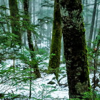 朝霧に包まれた積雪の森と苔生す木々（北八ヶ岳）の写真