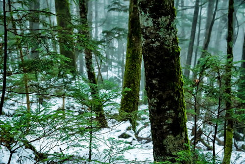 朝霧に包まれた積雪の森と苔生す木々（北八ヶ岳）