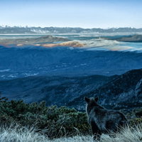 霞む空と山岳を望む野生のカモシカがいる山頂の雲海の写真