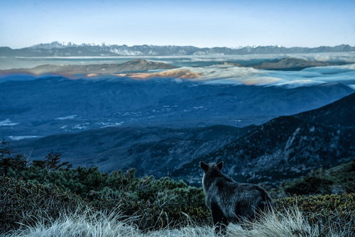 霞む空と山岳を望む野生のカモシカがいる山頂の雲海