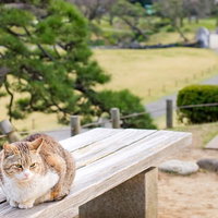 公園のベンチの上で丸くなって眠る猫の写真