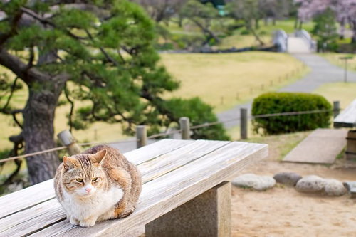公園のベンチの上で丸くなって眠る猫