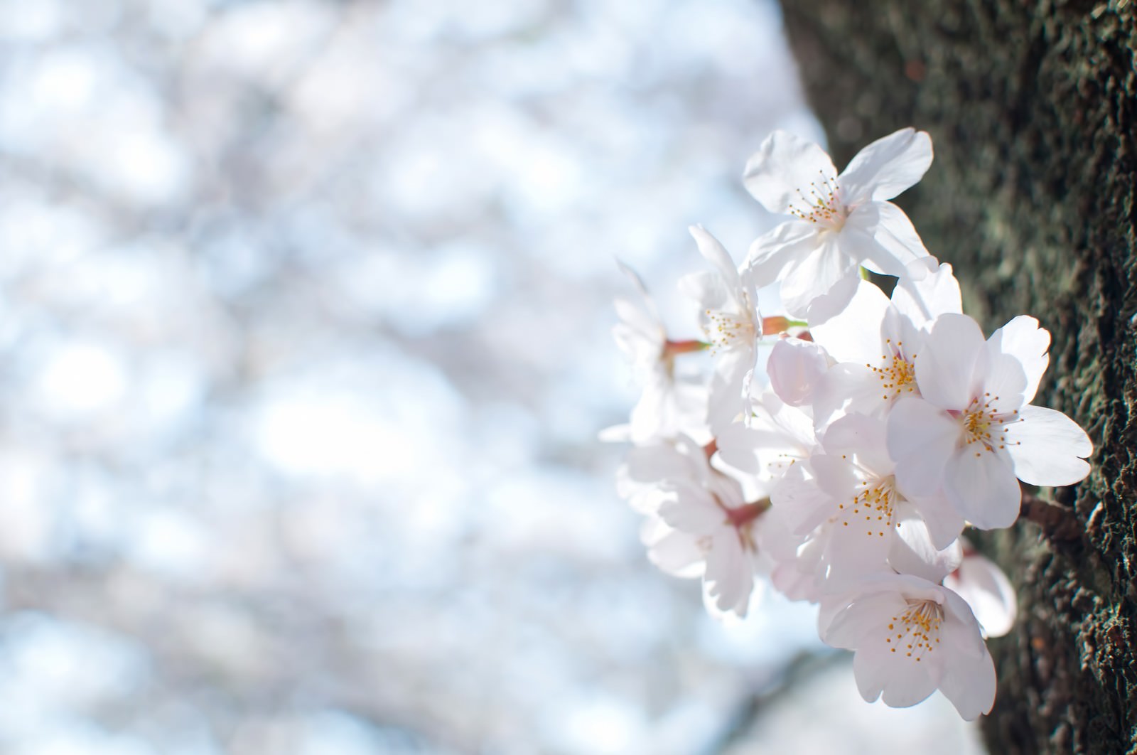 曇り空に咲く桜の花