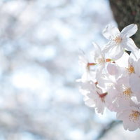 曇った冷たい空を背景に枝に咲く桜の花の写真