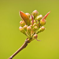 枝先で膨らんだピンクの桜のツボミの接写の写真