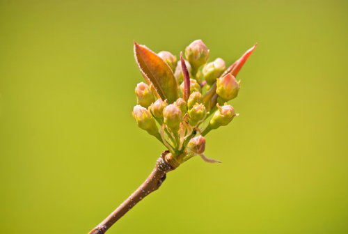 枝先で膨らんだピンクの桜のツボミの接写