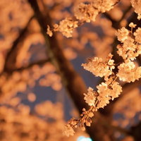 オレンジ色の照明に照らされた夜桜の枝と花の写真