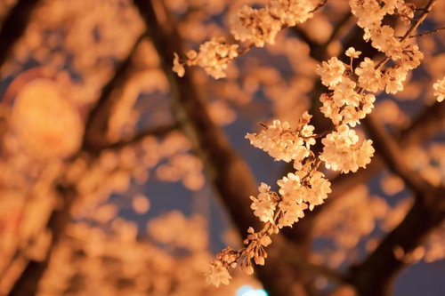 オレンジ色の照明に照らされた夜桜の枝と花