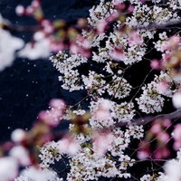 緑の木々に囲まれた桜が見える川の風景の写真