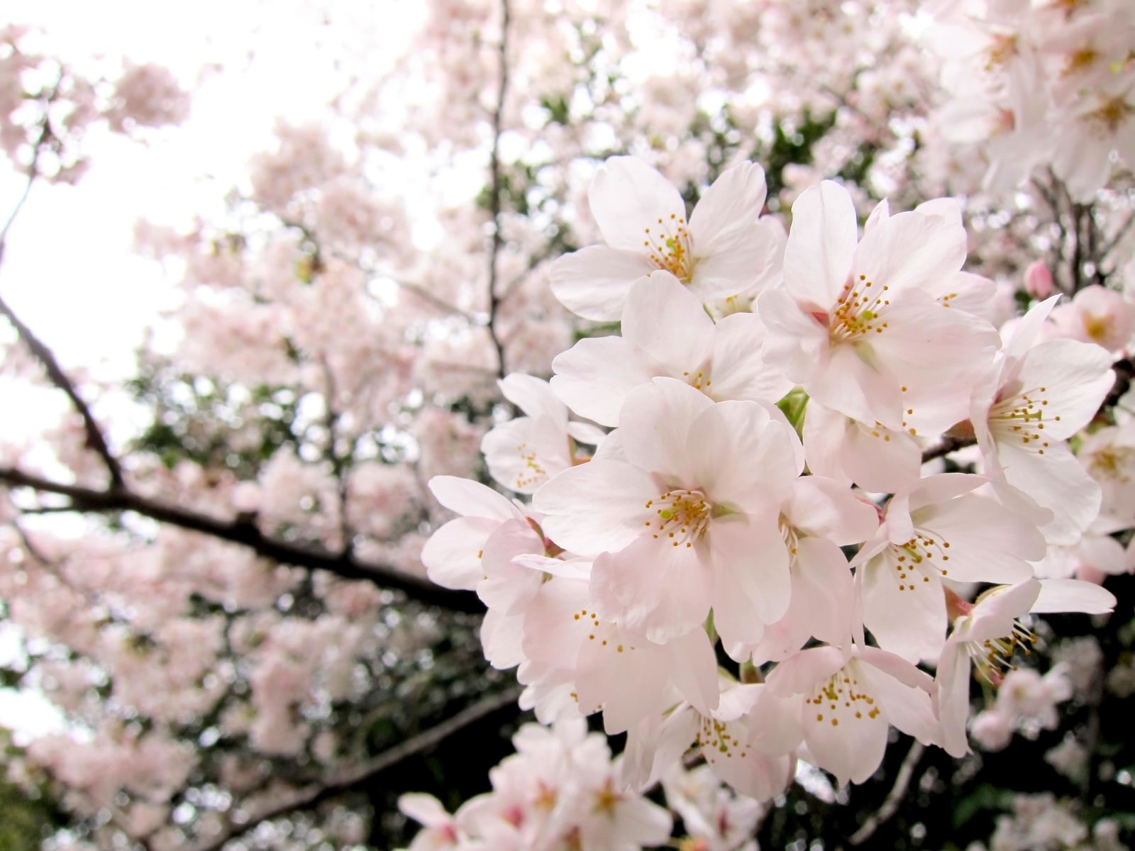 満開の淡いピンクの桜