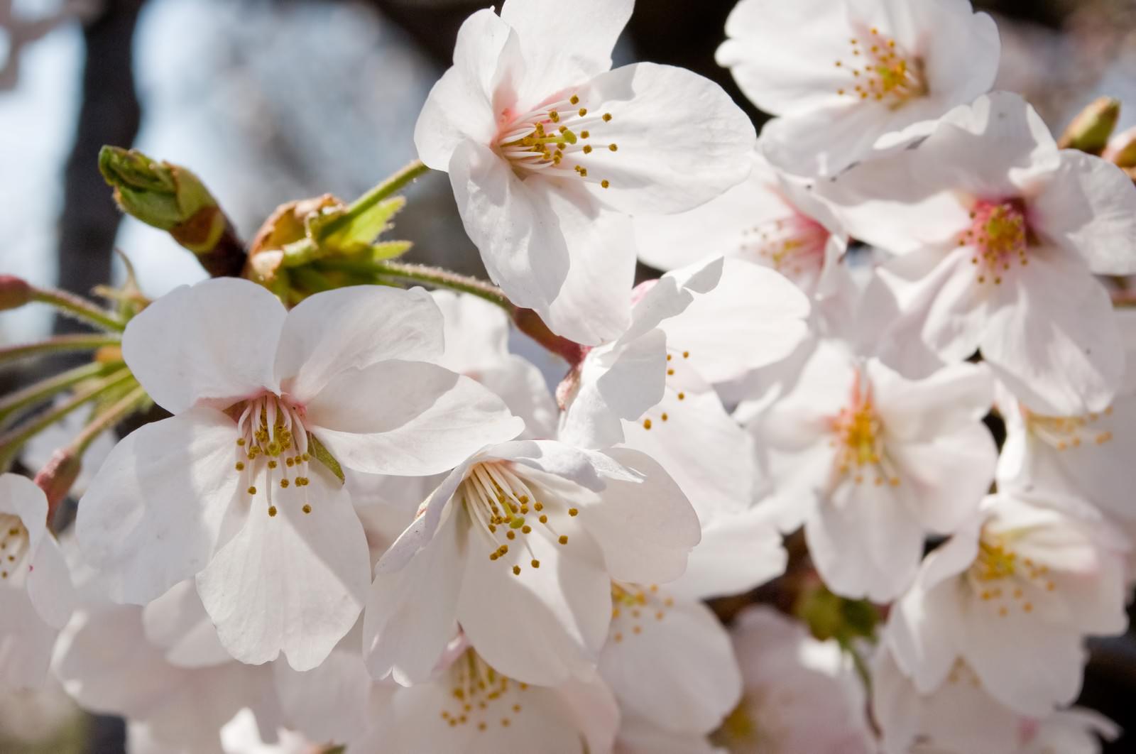 枝いっぱいに花開く満開の桜