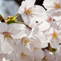 枝いっぱいに花開く満開の白とピンクの桜の写真