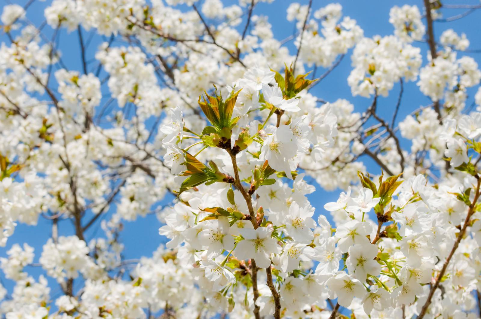 花と葉が混在する葉桜