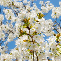 花と新しい緑の葉が混在する葉桜の枝の写真