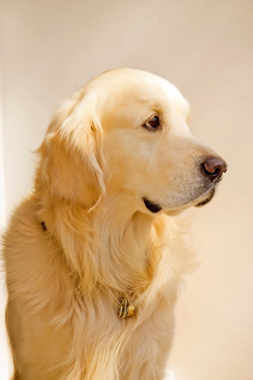 日向に伏せて遠くを見つめるゴールデンレトリバー