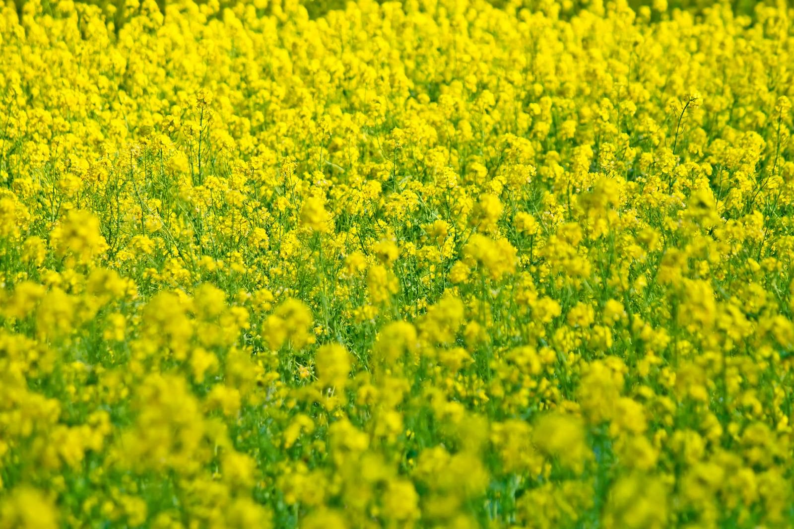 低い角度から見た一面の菜の花畑