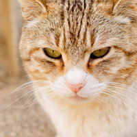 体を低くしてじっと何かを狙う猫の真剣な横顔の写真