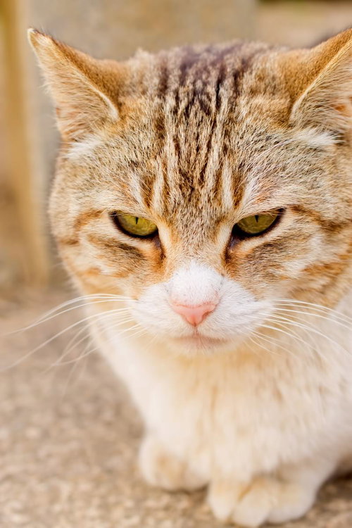 体を低くしてじっと何かを狙う猫の真剣な横顔