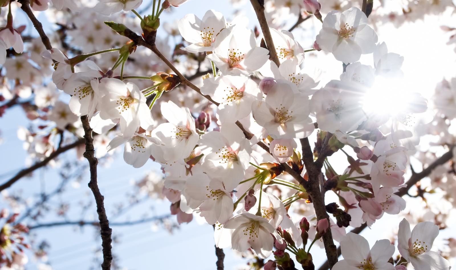 風にそよぐ桜の花びら