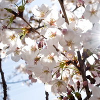 風にそよぐ白い花びらの桜の枝の写真