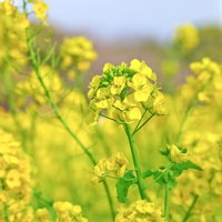 4枚の花びらの黄色い花が集まって咲く風に揺れる菜の花畑の写真