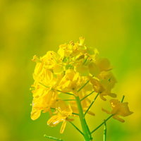 ぼけた黄色と緑の背景に咲く菜の花の茎の写真