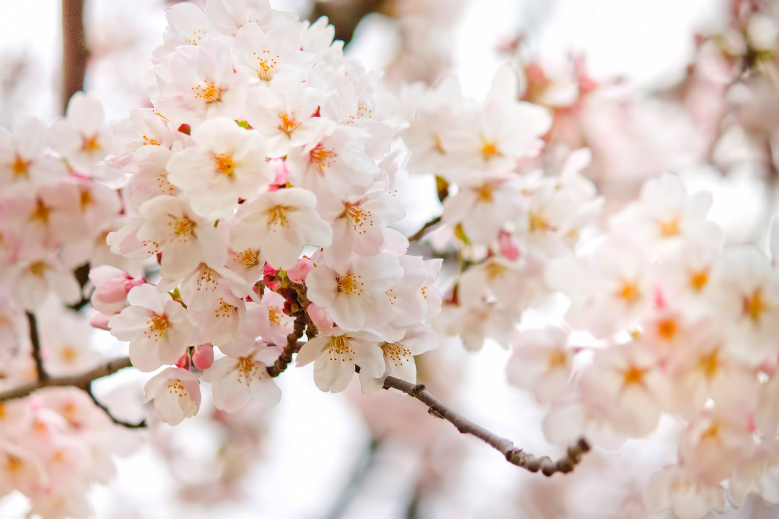 つぼみが開いて花が増えてゆく満開に近づく桜の花の写真素材 - フリー