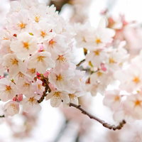 つぼみが開いて花が増えてゆく満開に近づく桜の花の写真