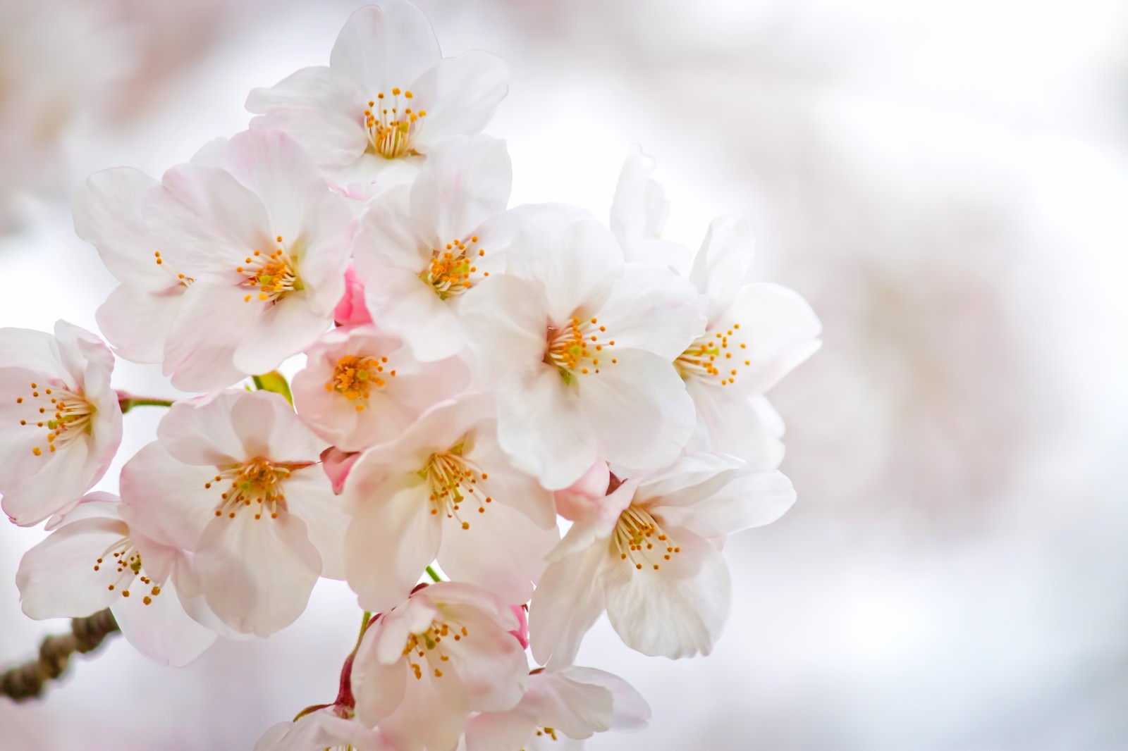満開の桜の枝と白い花びら