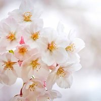 満開の桜の枝と白い花びらの写真