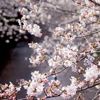 両岸から桜が覆いかぶさる目黒川の桜並木の写真