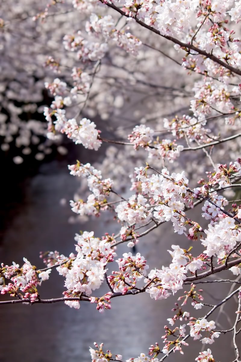両岸から桜が覆う目黒川