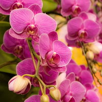 筋模様の花びらに濃いピンクと黄色が混ざるミディファレノの洋ランの写真