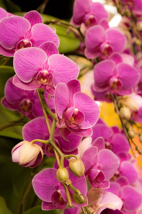 筋模様の花びらに濃いピンクと黄色が混ざるミディファレノの洋ラン