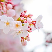 枝の先で花びらが開き始めた咲き始めの桜の写真