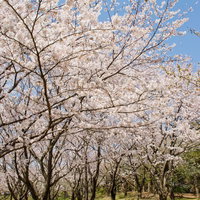 頭上を覆う桜の花が続く桜の道の写真