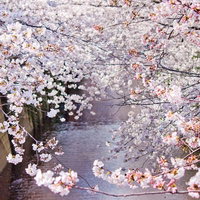 左右から満開の桜が空を覆う桜のトンネルの写真
