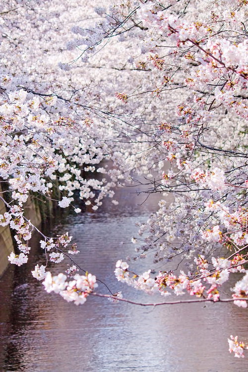 左右から満開の桜が空を覆う桜のトンネル