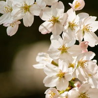 ほんのりピンクが混じる白いソメイヨシノの桜の花の写真