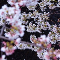 暗い建物を背景に白い花びらが舞う桜の花の写真