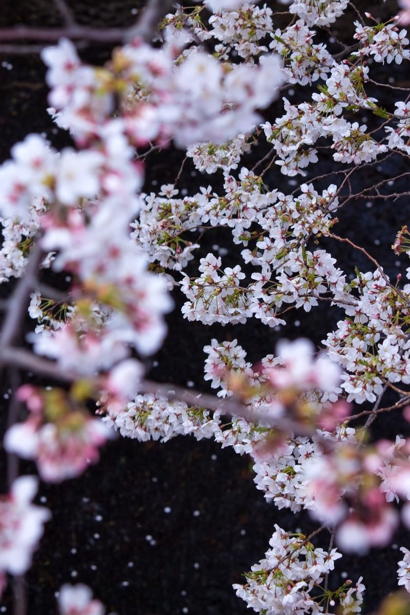 暗い背景に花びらが舞う桜