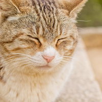 日差しの中で目を閉じてポカポカ陽気に眠る猫の写真